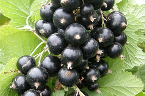 gulliver currant