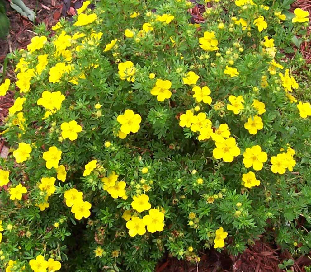 arbusto cinquefoil