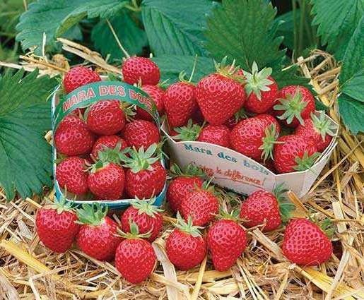 beaucoup de fraises