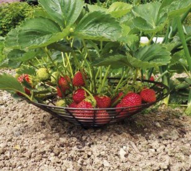 stand pour les fraises