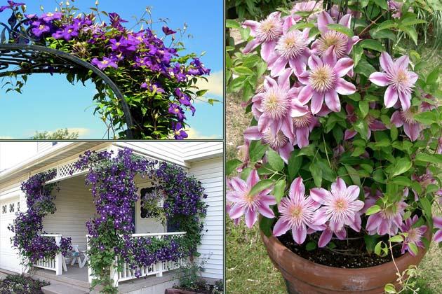 clématite de fleurs