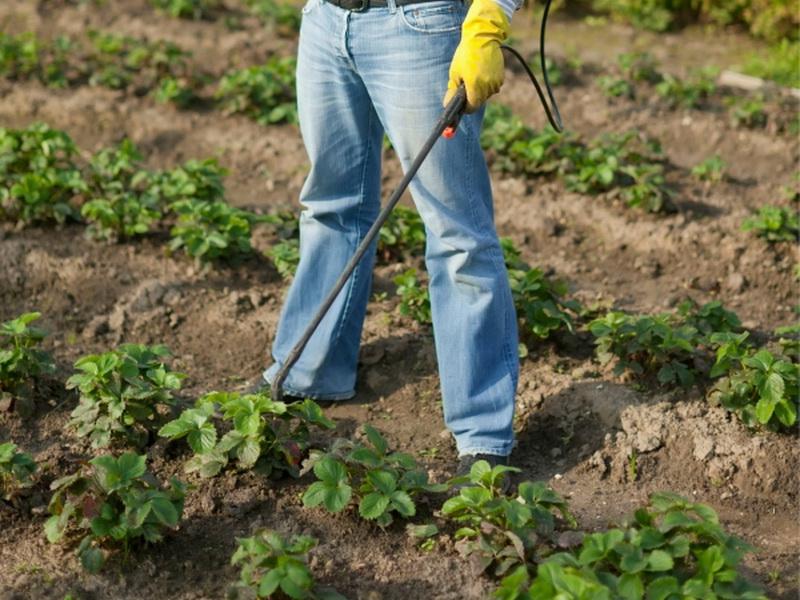 sprinkling strawberries