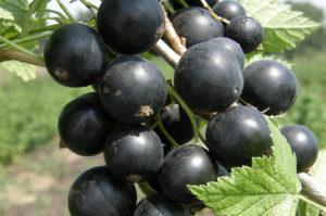 Description et caractéristiques de la variété de cassis Brume verte, plantation et entretien