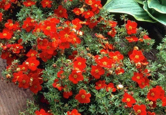 Red flowers