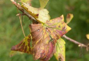 For what reasons black currant dries and what to do about it