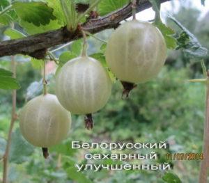 Descripción de la variedad de grosella espinosa azúcar bielorrusa, plantación y cuidado.