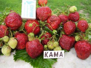 Paglalarawan at mga katangian ng Kama strawberry, paglilinang at pangangalaga