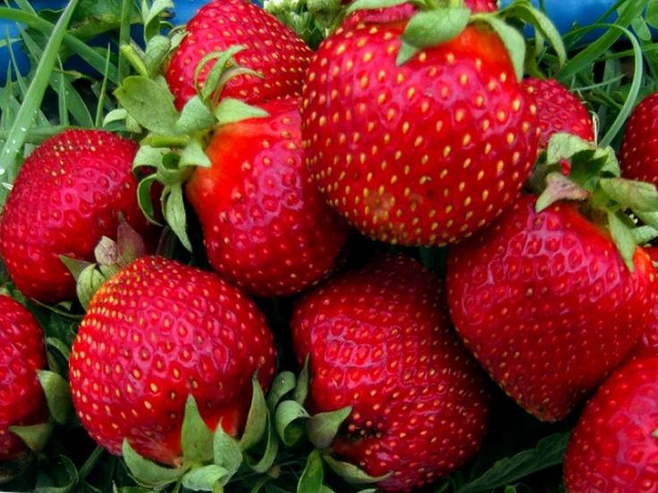 strawberry bogota