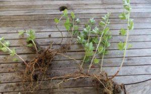 Optimal timing and best ways to propagate gooseberries