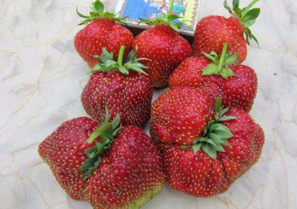 a lot of strawberries