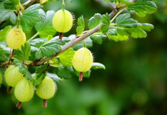 ripe gooseberry