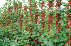 Comment faire pousser des raisins de Corinthe sur un tronc de vos propres mains, étape par étape, plantation et entretien,