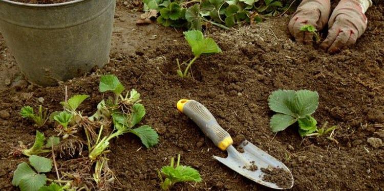 planting strawberries