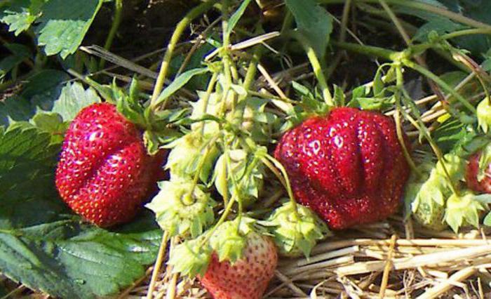 fraise première niveleuse