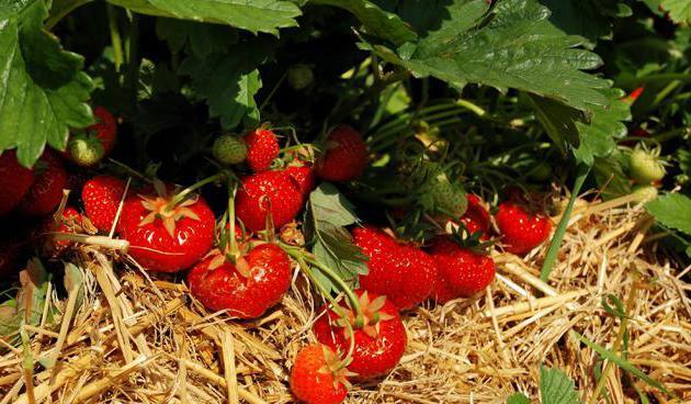 mulching strawberries