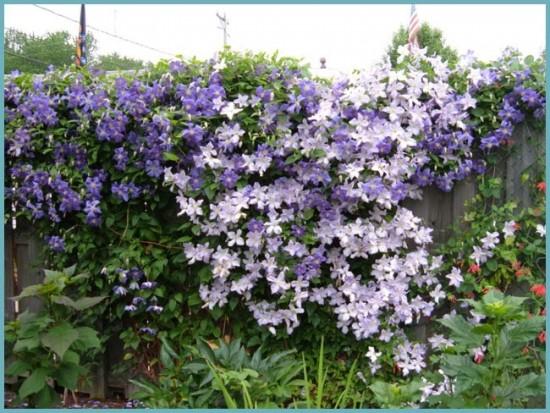 Clematis pradedantiesiems