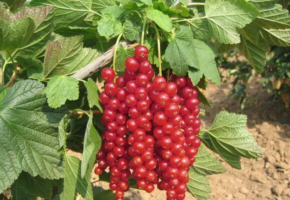 currant on a trunk