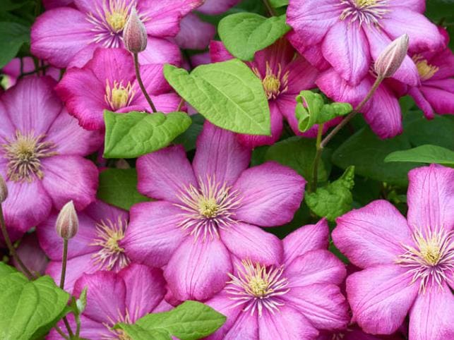 clématite de fleurs