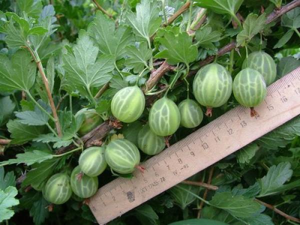 gooseberry masak