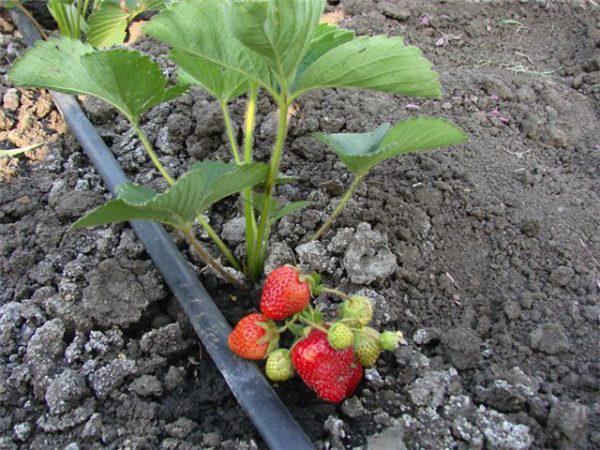 strawberry bush