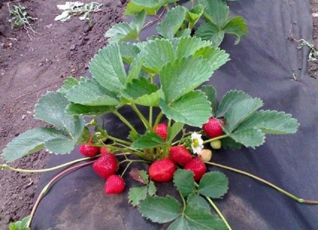 Ostara aux fraises