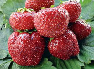 Description of Vima Tarda strawberries, planting and care, cultivation and reproduction