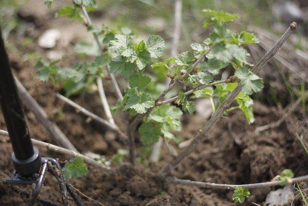 planting gooseberries