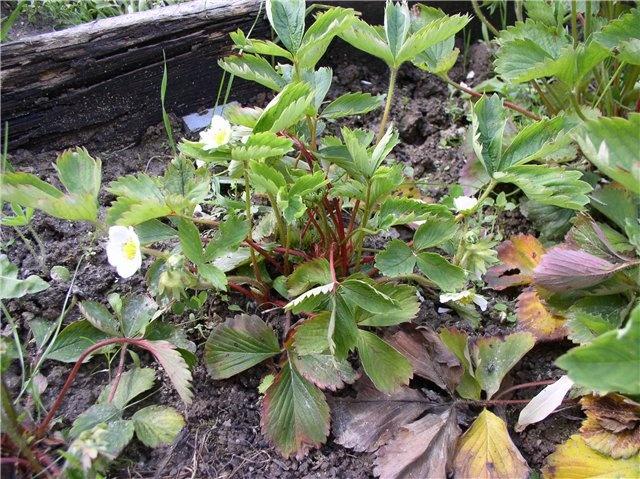 strawberry bush