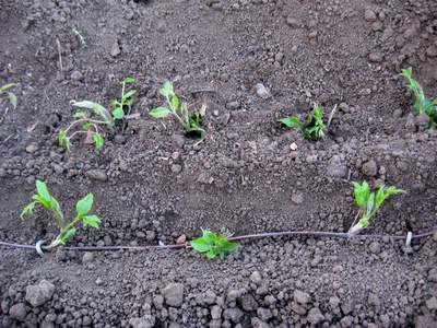 plantando flores