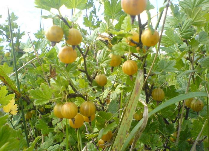 gooseberry amber