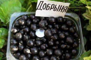 Description and characteristics of currant varieties Dobrynya, planting and care