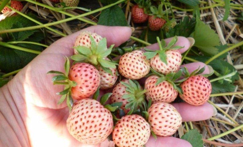 mulching strawberries