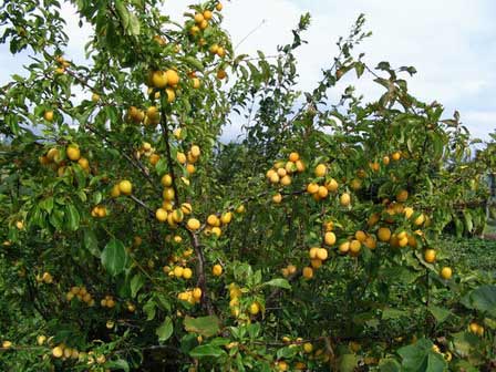 cherry plum tree