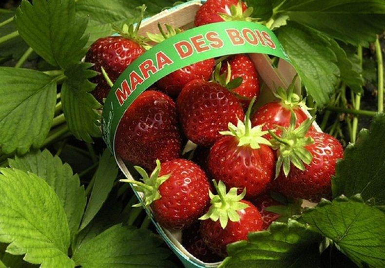 strawberry mara de bois