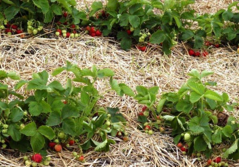 mulching strawberries