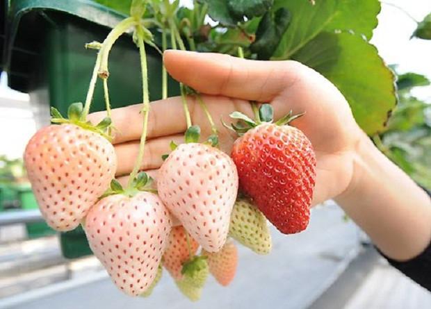 pinya ng strawberry