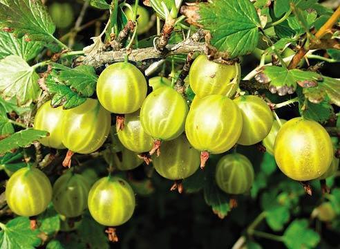 hinnomaki gooseberry