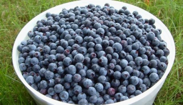 blueberry bucket