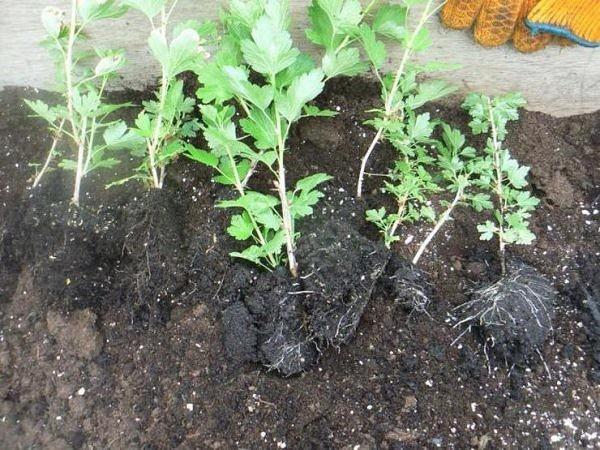 strawberry seedlings