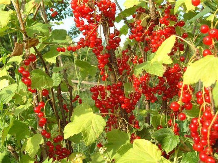 currant on a trunk