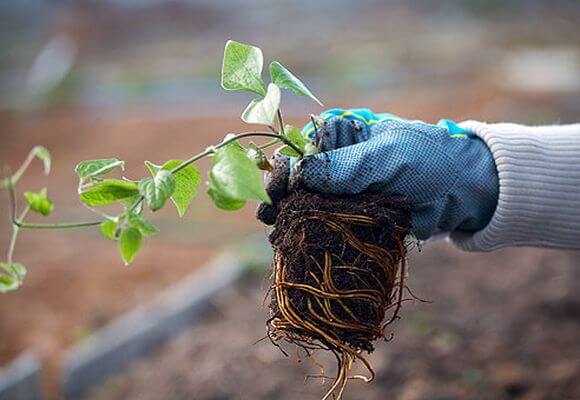 clematis for beginners