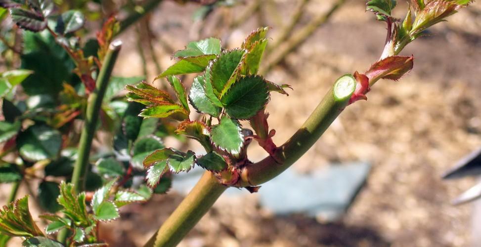 rose pruning