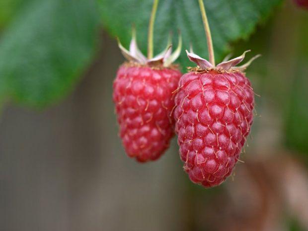 variétés de framboises géantes