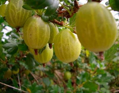 gooseberry Belarusian sugar