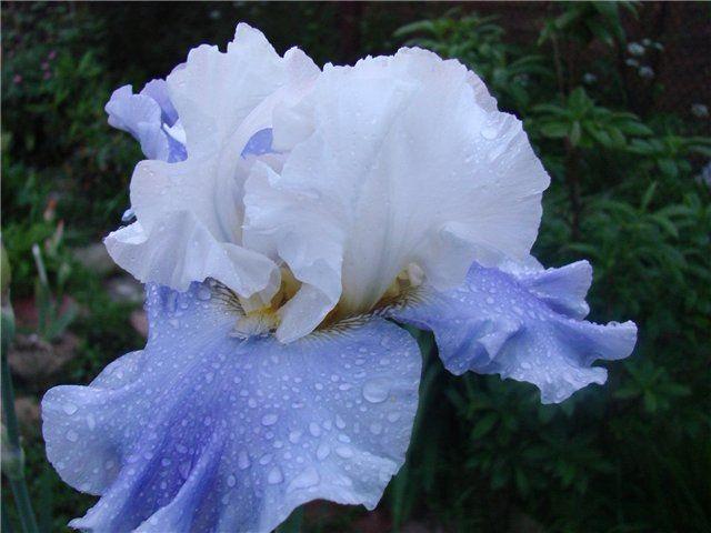 Iris bleus