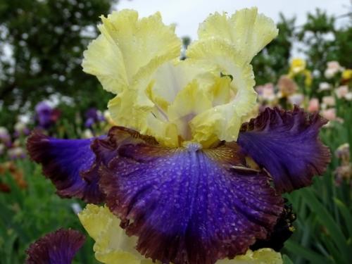 Bearded irises