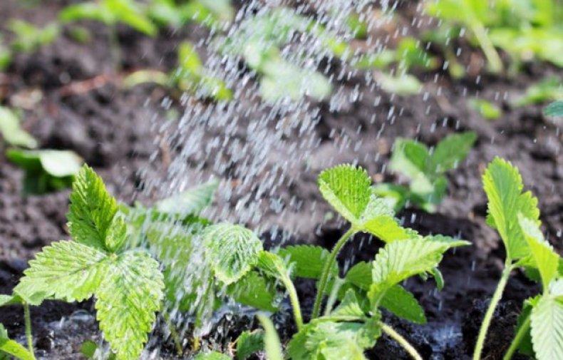 watering strawberries