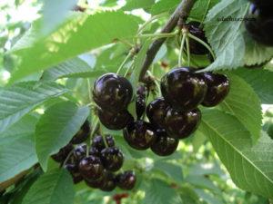 Descripción y características de la variedad, cultivo y cuidado de la cereza negra Leningradskaya.