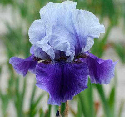 irises Blaches