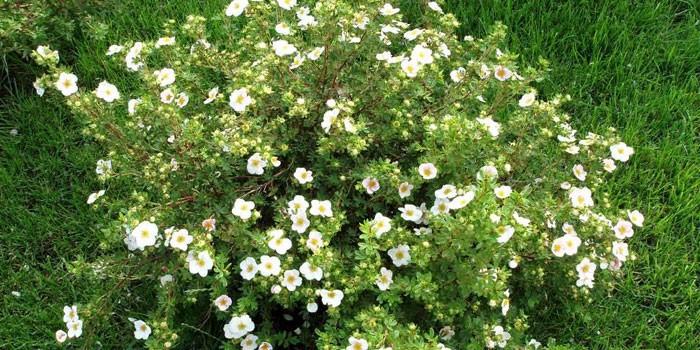 arbusto cinquefoil